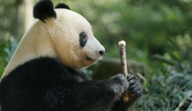 ASIA WATCH: With no pandas at home, Japanese fans visit Xiang Xiang in China