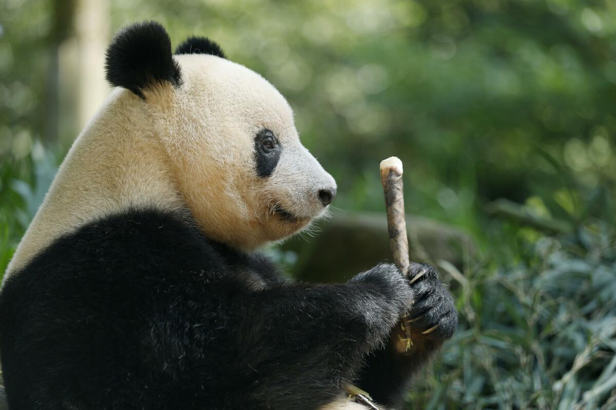 ASIA WATCH: With no pandas at home, Japanese fans visit Xiang Xiang in China