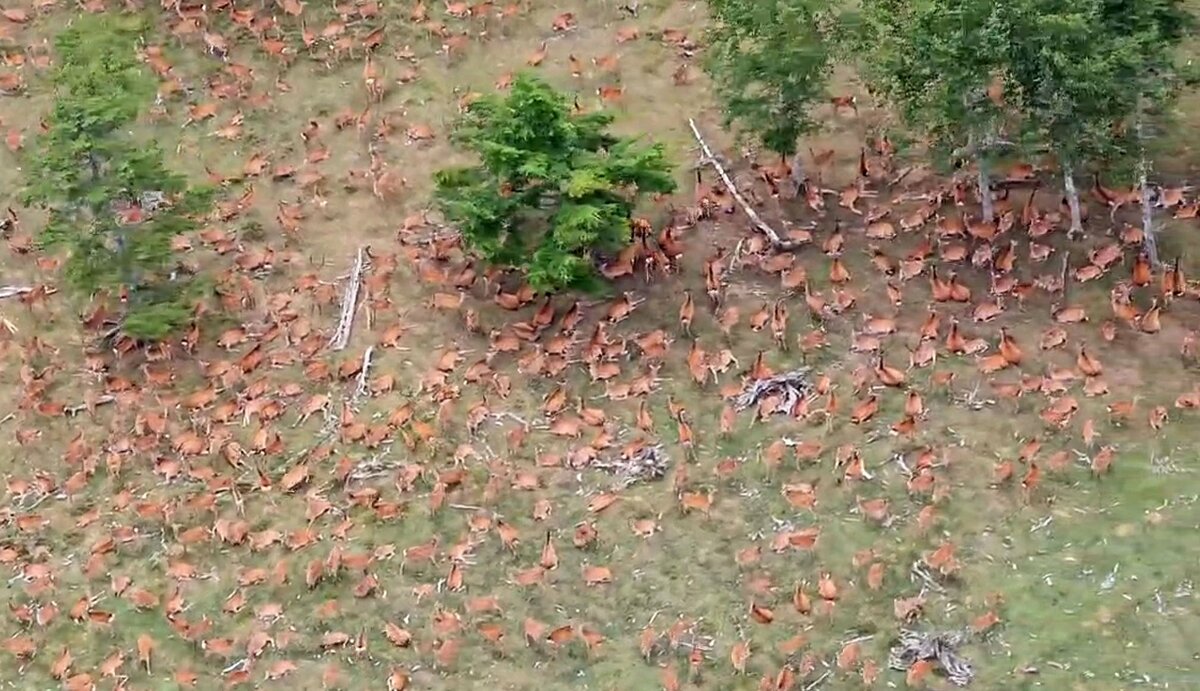 Herd of deer found in Japan's Southern Alps, raising ecosystem concerns