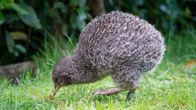 In 1912, five little spotted kiwi were moved to Kapiti Island; their population grew to about 1,200 and became the source for new colonies
