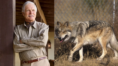 In 1997, Ted Turner opened his New Mexico ranch to endangered Mexican wolves; the facility became a major breeding centre for animals released into the wild