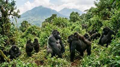In the 1980s, fewer than 400 mountain gorillas remained in Central Africa. By 2018, conservation efforts had helped their population cross 1,000