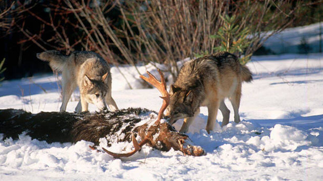 By altering habitats and killing predators selectively, they affect entire ecosystems in a domino effect Intervening in an ecosystem<br><br>