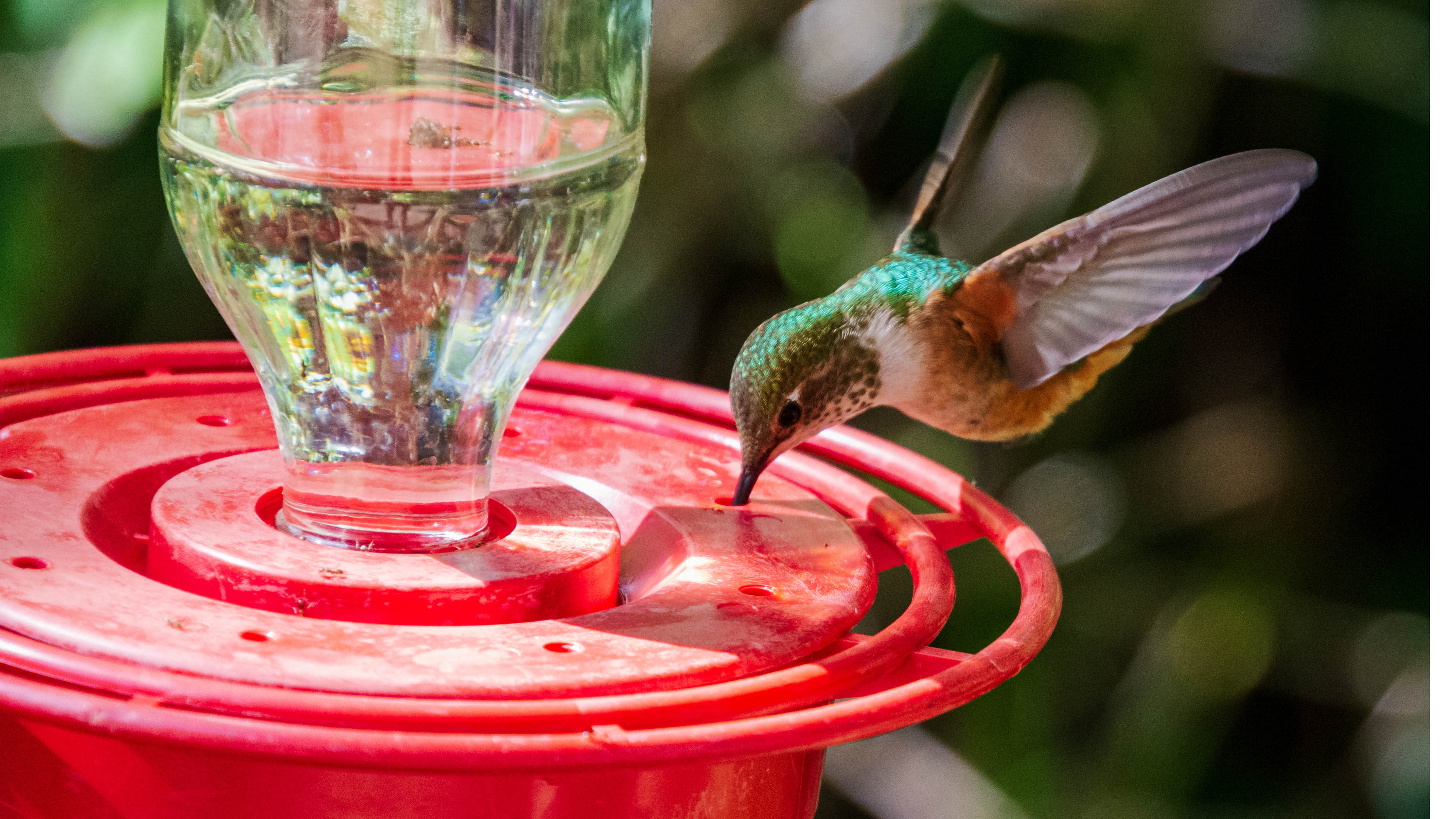 Hummingbirds and feeder