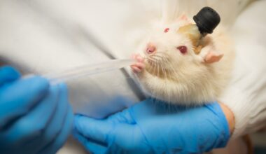 Laboratory rat used in scientific research
