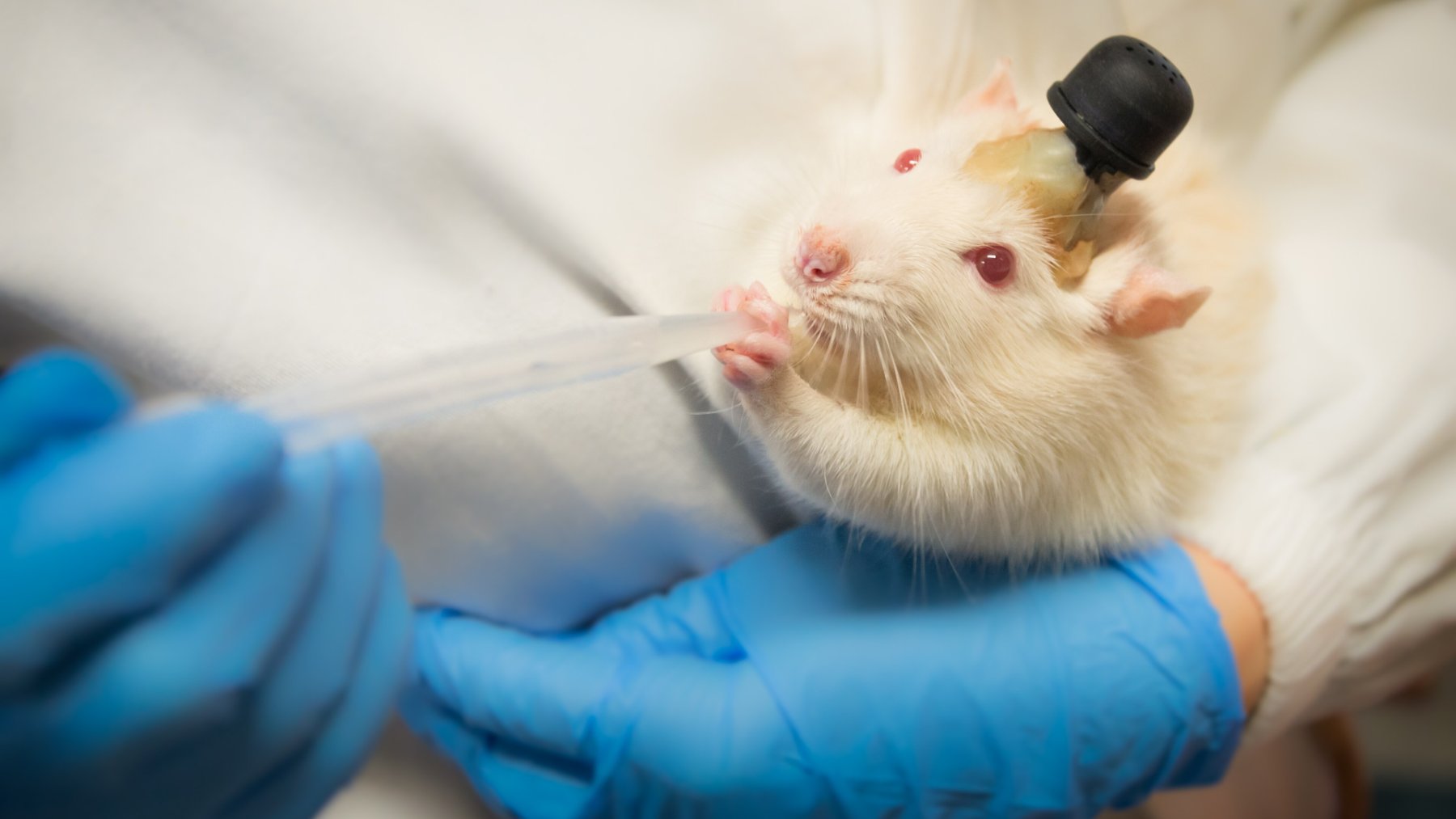 Laboratory rat used in scientific research