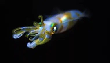 Why warming oceans may hurt Squid populations