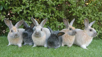 In 1865, settlers left rabbits on Enderby Island as food for castaways; 127 years later, the isolated population had developed into a distinct rabbit variety