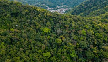 A Brazilian couple took over a badly degraded former cattle farm and in 1998 founded an organisation to restore its Atlantic Forest; the first survey, in 2006, found 172 bird species had already returned to the recovering forest.