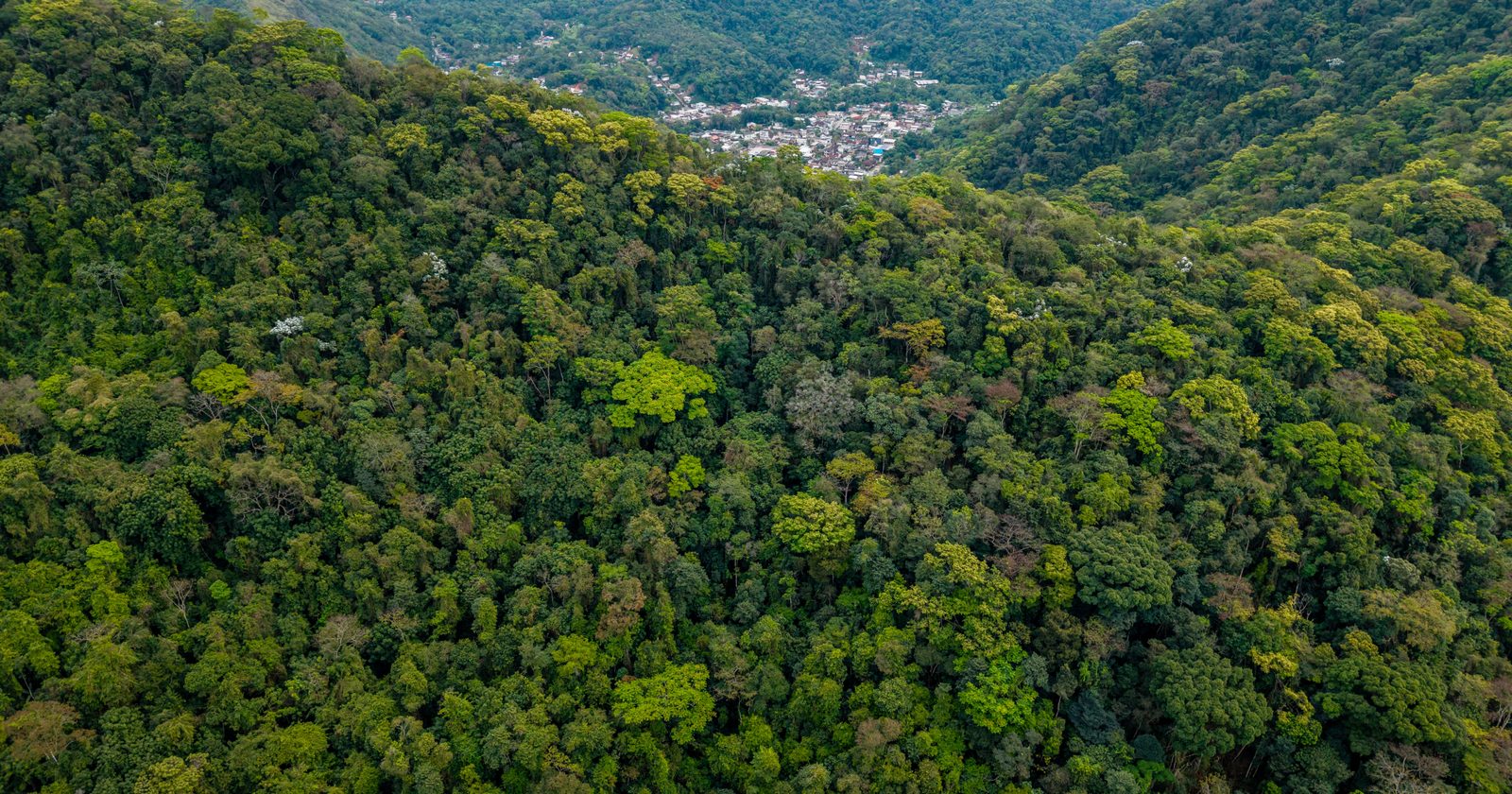 A Brazilian couple took over a badly degraded former cattle farm and in 1998 founded an organisation to restore its Atlantic Forest; the first survey, in 2006, found 172 bird species had already returned to the recovering forest.