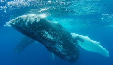 In 1949, researchers testing underwater acoustics off Bermuda lowered an early recording system into the water and kept the unexplained sounds it picked up. Seventy-seven years later they were identified as what may be the oldest preserved recording of a whale singing, made before scientists understood humpback whale song.