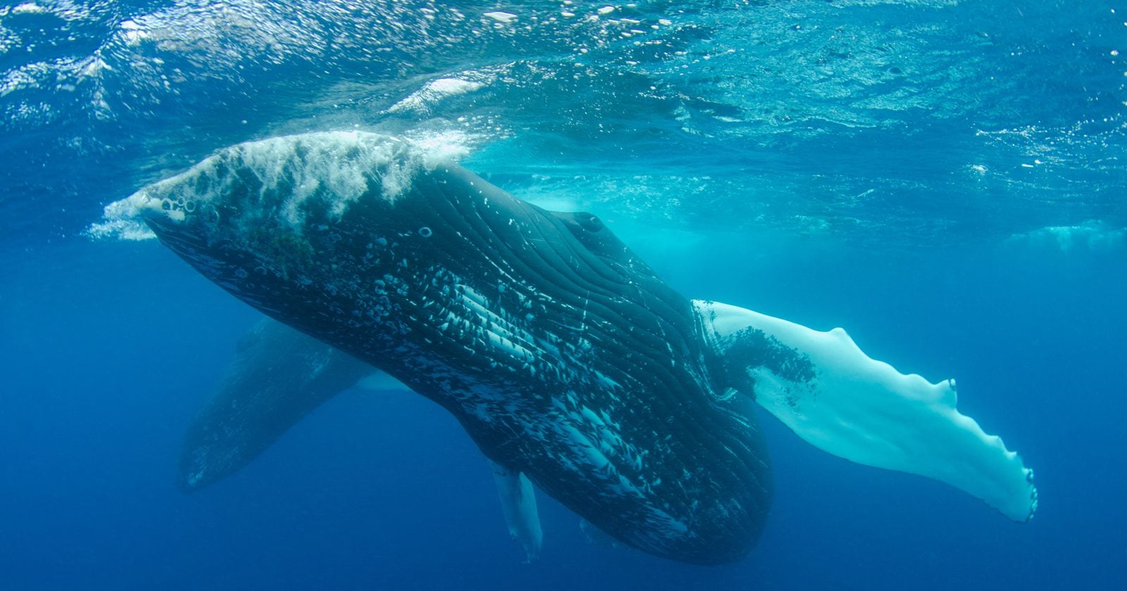 In 1949, researchers testing underwater acoustics off Bermuda lowered an early recording system into the water and kept the unexplained sounds it picked up. Seventy-seven years later they were identified as what may be the oldest preserved recording of a whale singing, made before scientists understood humpback whale song.