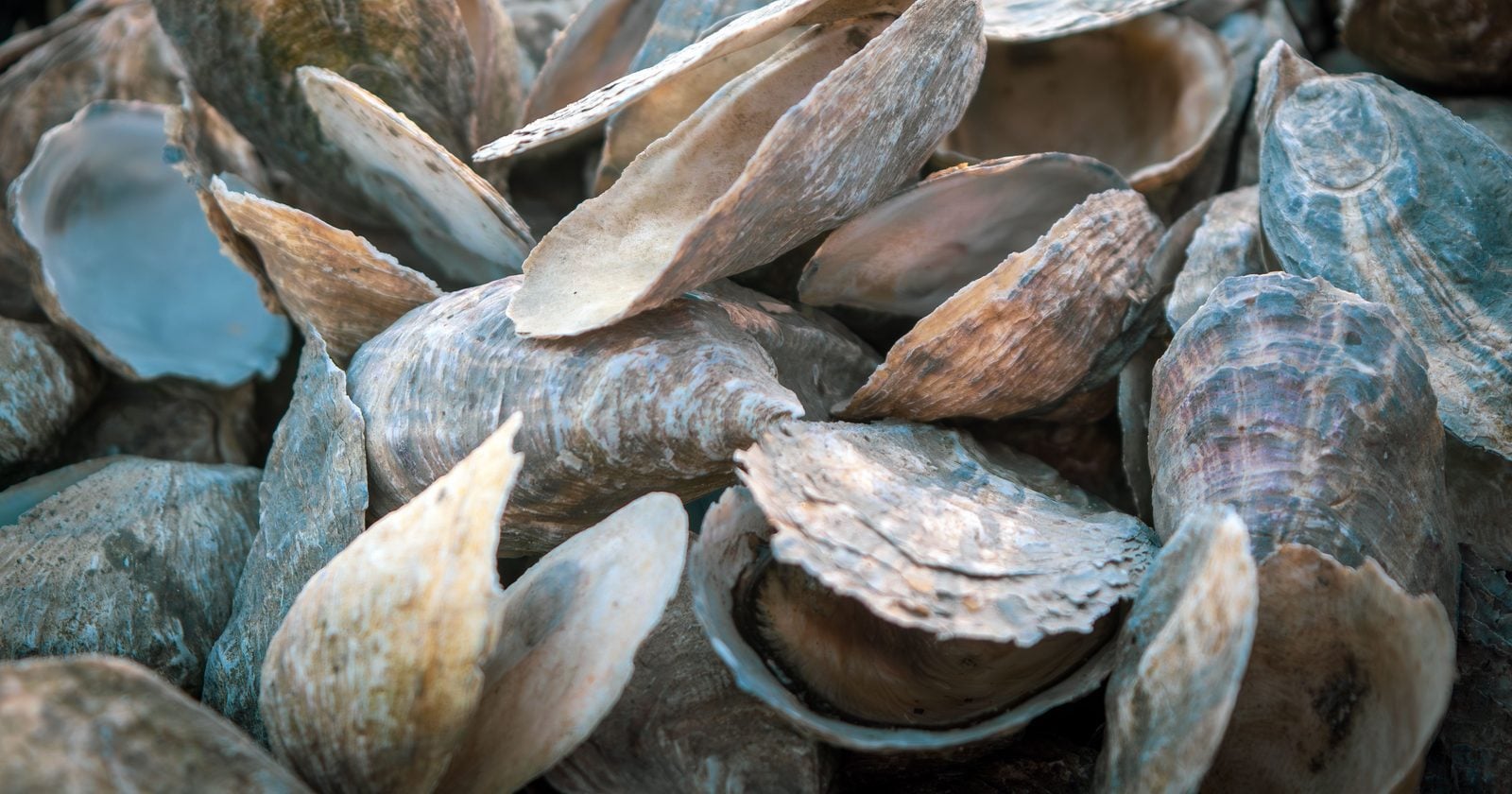 Researchers picked oyster, mussel and cockle shells off Irish beaches, crushed the 3 kinds of shell into grains, and dropped them into water carrying rare earth metals at concentrations similar to badly polluted industrial runoff. The oyster grains took up as much as roughly 1.5 grams of metal for every gram of shell.