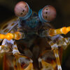 WATCH: Mantis Shrimp's Incredible Eyesight Yields Clues For Detecting Cancer