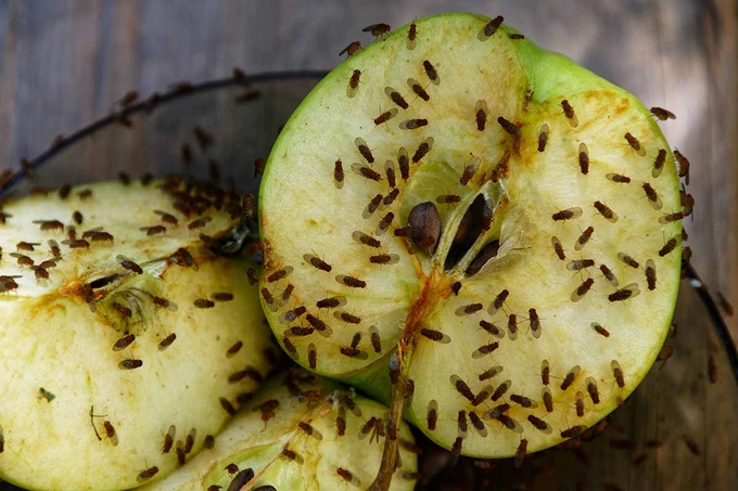 Fruit flies on apple slices. Photo from X