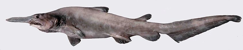 A juvenile goblin shark specimen showing its long flattened snout.