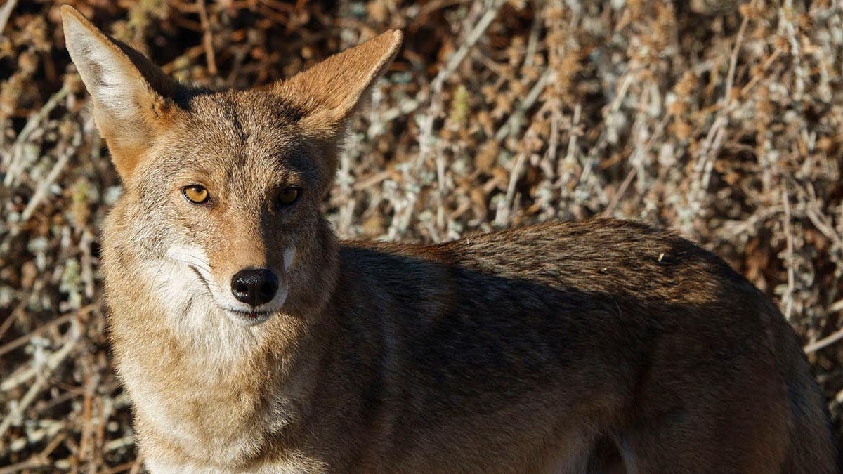 A coyote looks on as it walks on a trail near a residential neighborhood