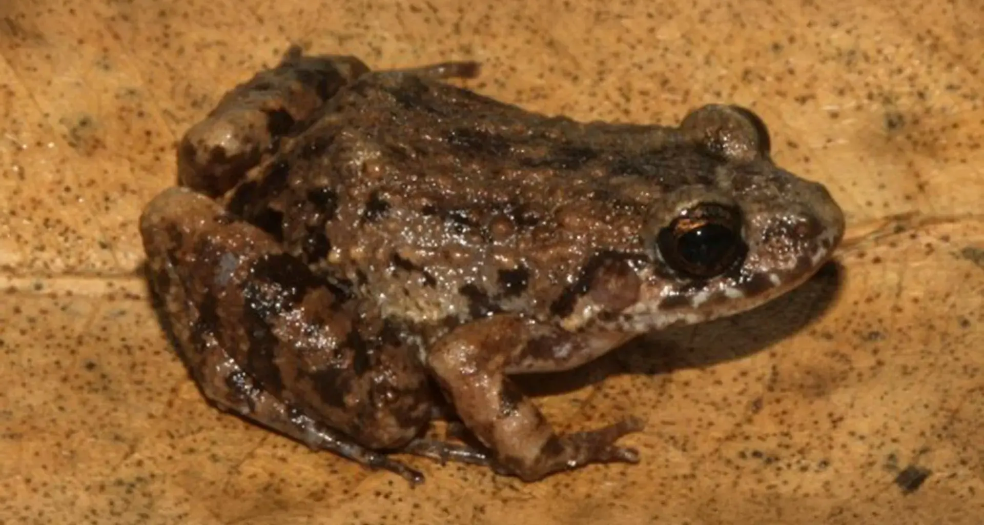 Scientists discover a mysterious new frog hiding in the Amazon