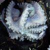Researchers found a rare octopus nursery off the coast of Costa Rica
