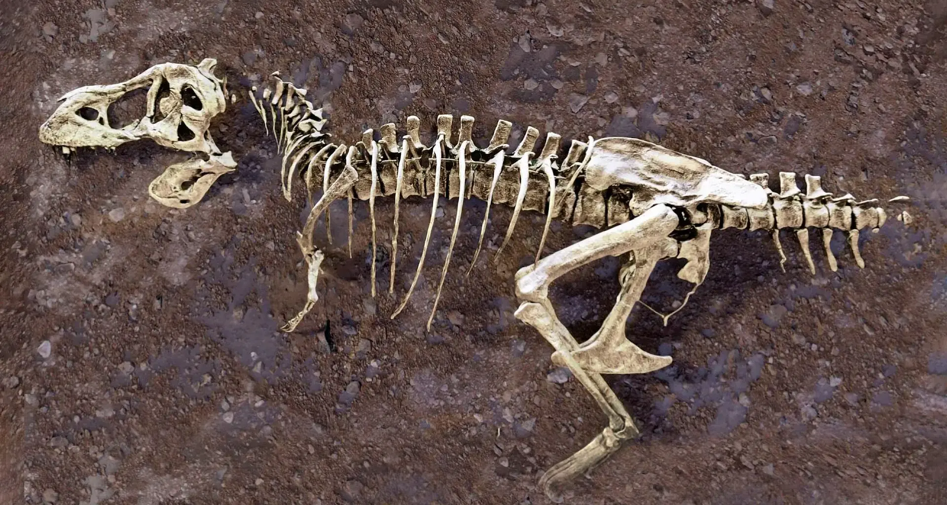 A broken rib from the world’s largest T. rex hid a 66-million-year-old secret