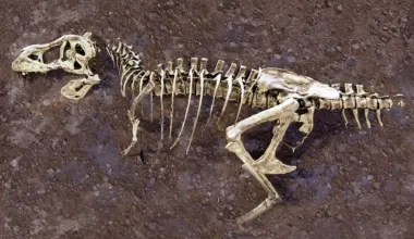 A broken rib from the world’s largest T. rex hid a 66-million-year-old secret