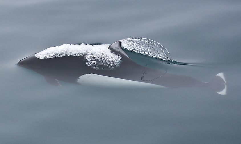 A Dall's porpoise surfacing in the North Pacific