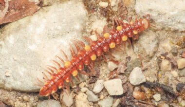 Adult females of a millipede newly described from the Kazakh Altai have almost no second pair of legs, the subadult females still have them, and in both of the only two adult females collected the flattened leg bases block the genital opening