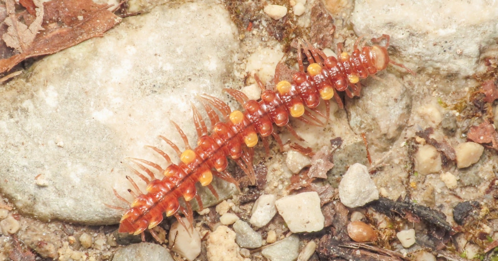Adult females of a millipede newly described from the Kazakh Altai have almost no second pair of legs, the subadult females still have them, and in both of the only two adult females collected the flattened leg bases block the genital opening