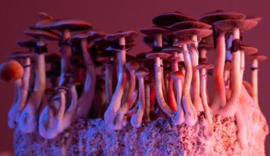 Psilocybin and standard antidepressants both shift the brain away from negative biases