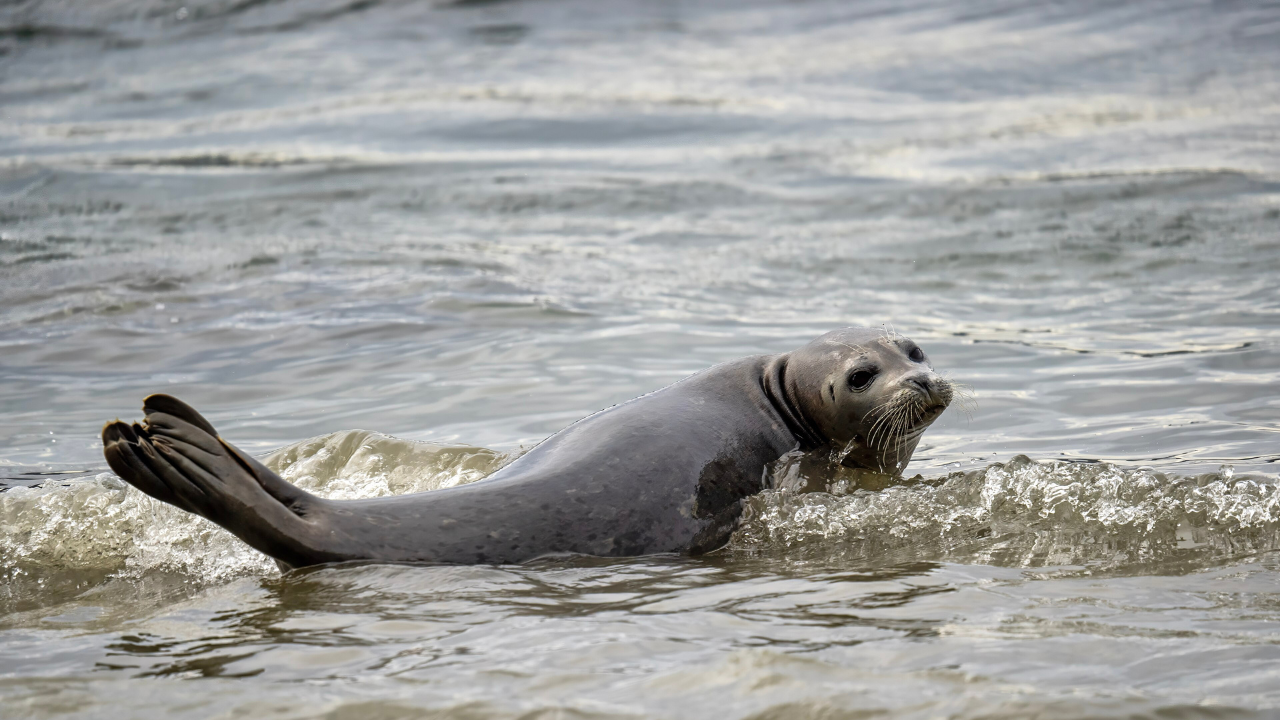 A harbor seal along the coast of the Puget Sound | Wikimedia Commons puget (1)