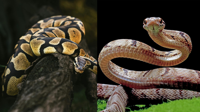 Pythons vs vipers: Venom, size, hunting by constriction or fangs, native range and how each family reproduces