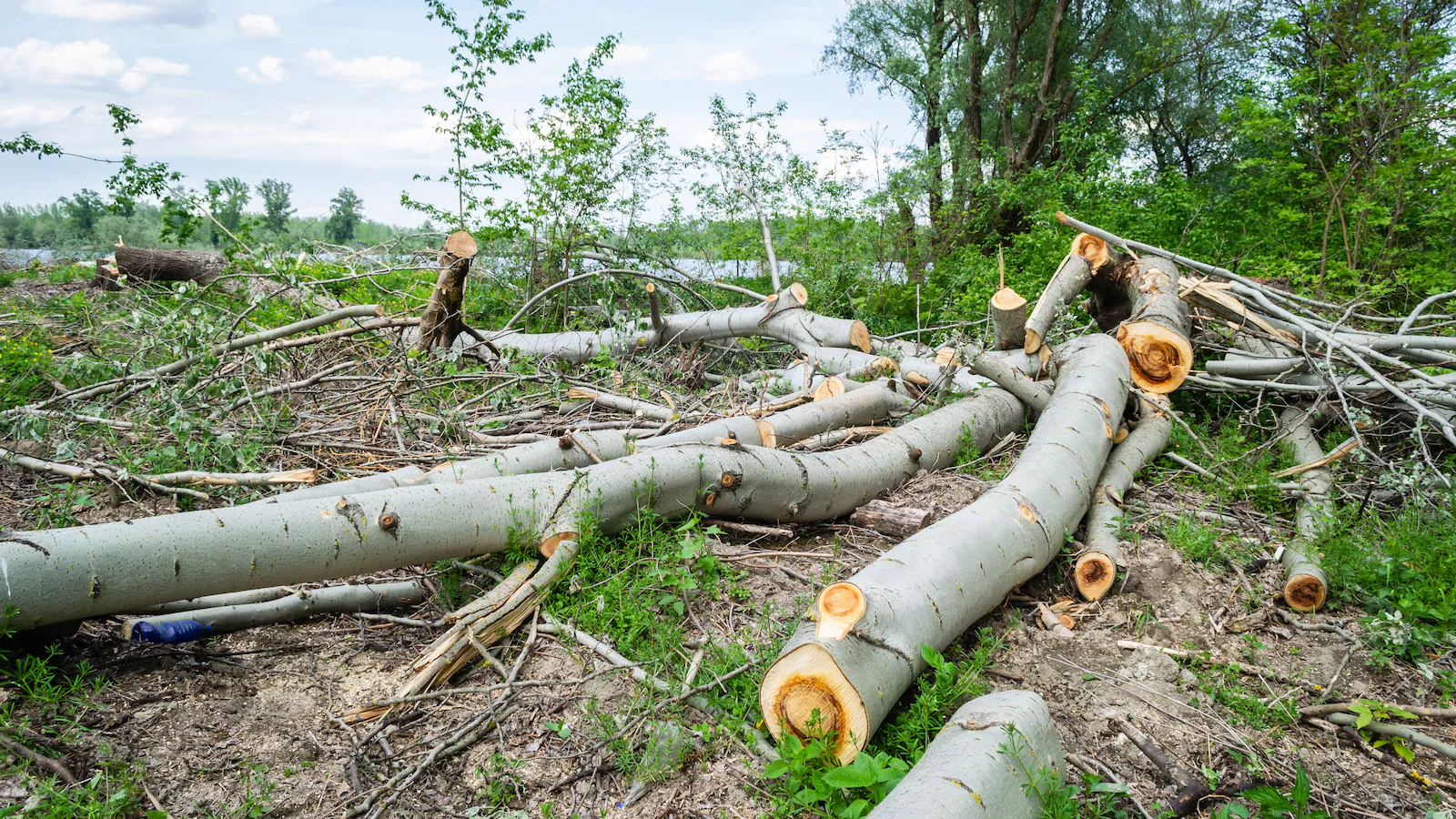 Canadian Woman Awarded Rs 24 Lakh After Neighbours Cut Trees For Better Lake View