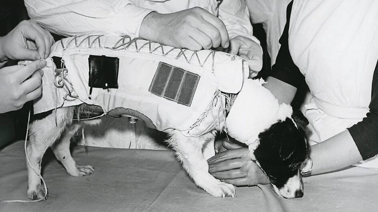 Spacedog Veterok. Image Credits: Wikimedia Commons. Rymdhunden_Veterok_(16679871882)