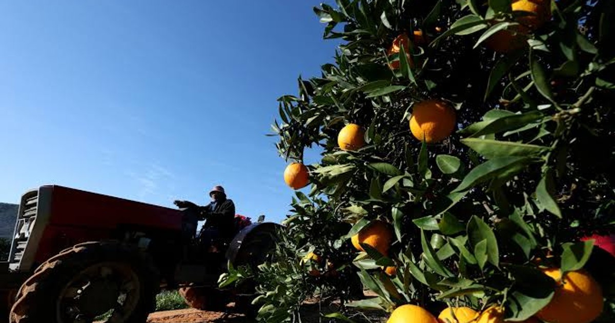 The US is buying more from South Africa again as farm exports hit $4.1 billion