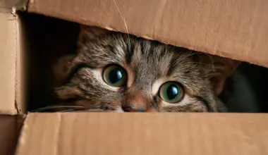 What kills Schrödinger’s cat? Gravity may not be the answer