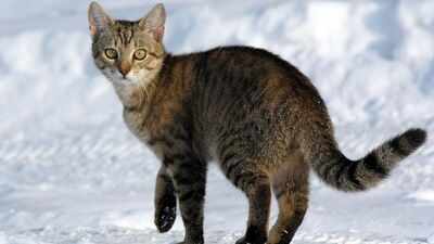 Scientists tracked 925 pet cats across six countries; most stayed within small home ranges but had a large local impact on wildlife