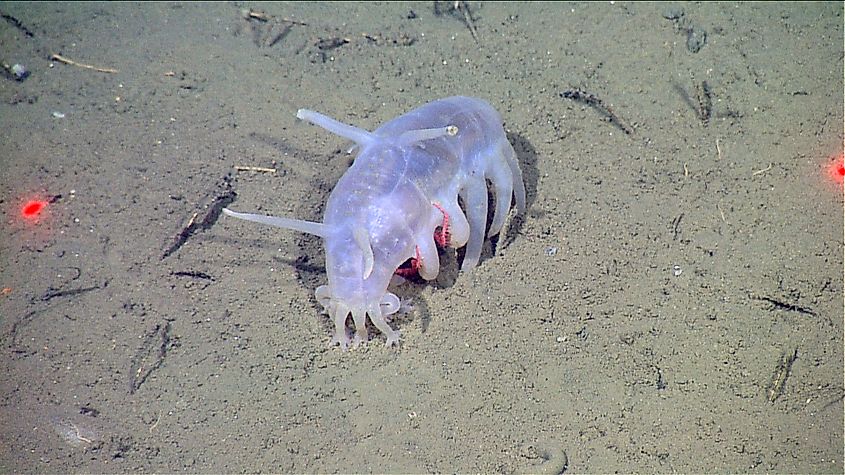 A sea cucumber (Scotoplanes globosa) appearing to 