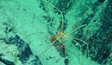 Strange Creatures Seen Riding Giant Sea Spiders in The Midnight Ocean : ScienceAlert