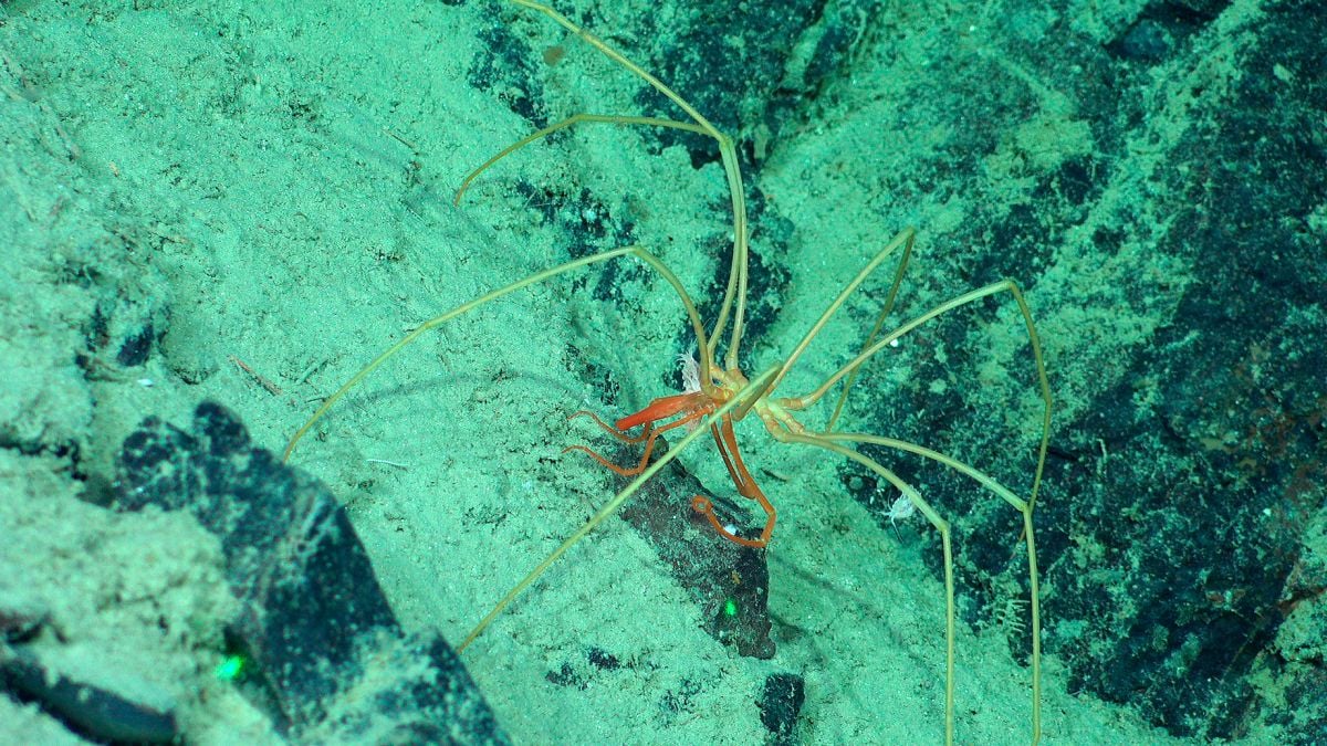 Strange Creatures Seen Riding Giant Sea Spiders in The Midnight Ocean : ScienceAlert