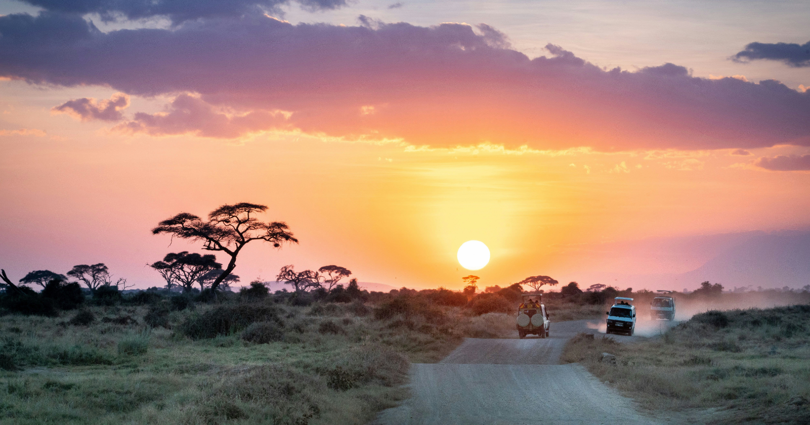 For more than a decade, 225 motion-triggered cameras strapped to trees across the Serengeti have fired day and night, and the millions of photographs they produced were sorted one by one by hundreds of thousands of volunteers who had never set foot in Tanzania