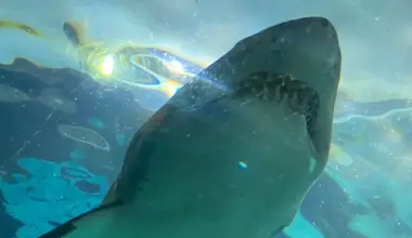 Shark spotted in Bedford Basin causes some excitement