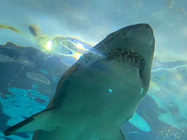Shark spotted in Bedford Basin causes some excitement