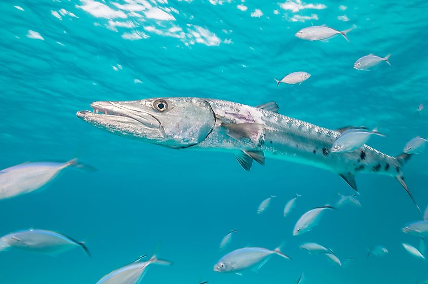 A great barracuda holding position in clear reef water