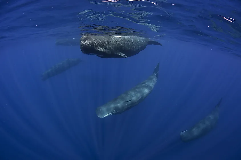 A pod of sperm whales hanging near the surface in deep blue water