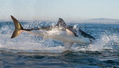The Ocean Predators Bigger Than A Great White