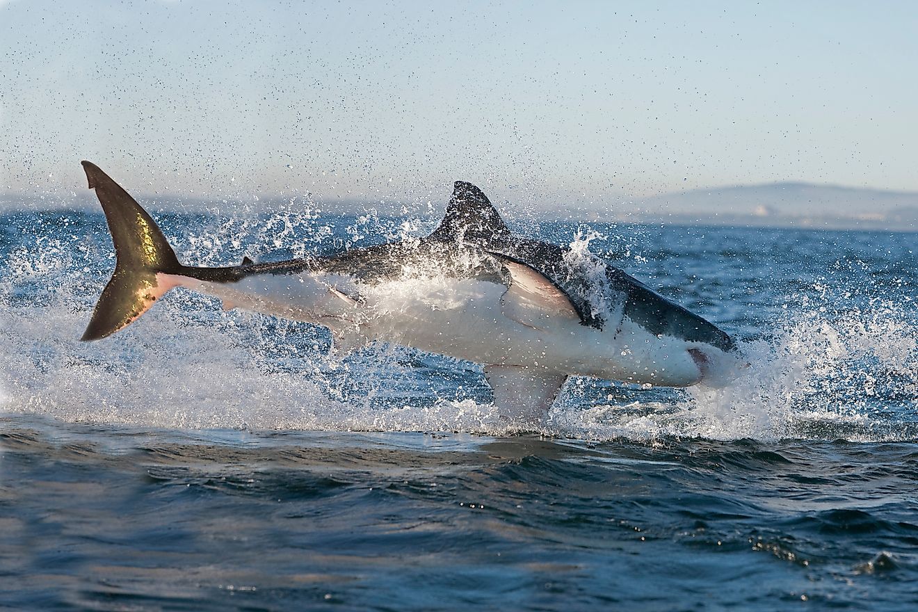 The Ocean Predators Bigger Than A Great White