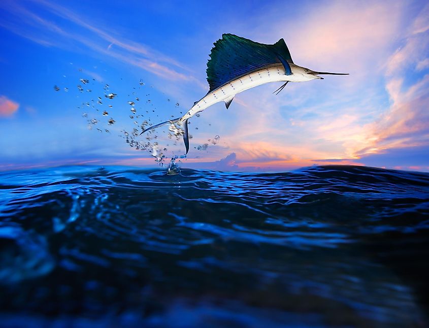 A sailfish leaping clear of the water with its dorsal fin raised