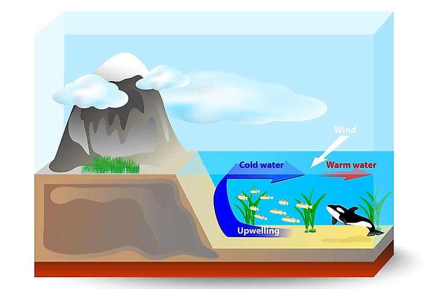 Cold, nutrient-rich water rising toward the ocean surface near a coastline.