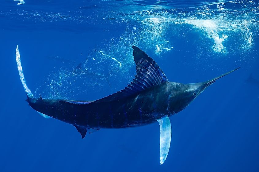 A black marlin swimming near the ocean surface