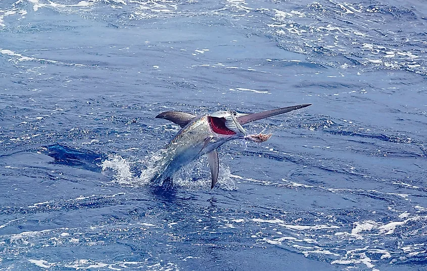 A swordfish leaping from the ocean surface